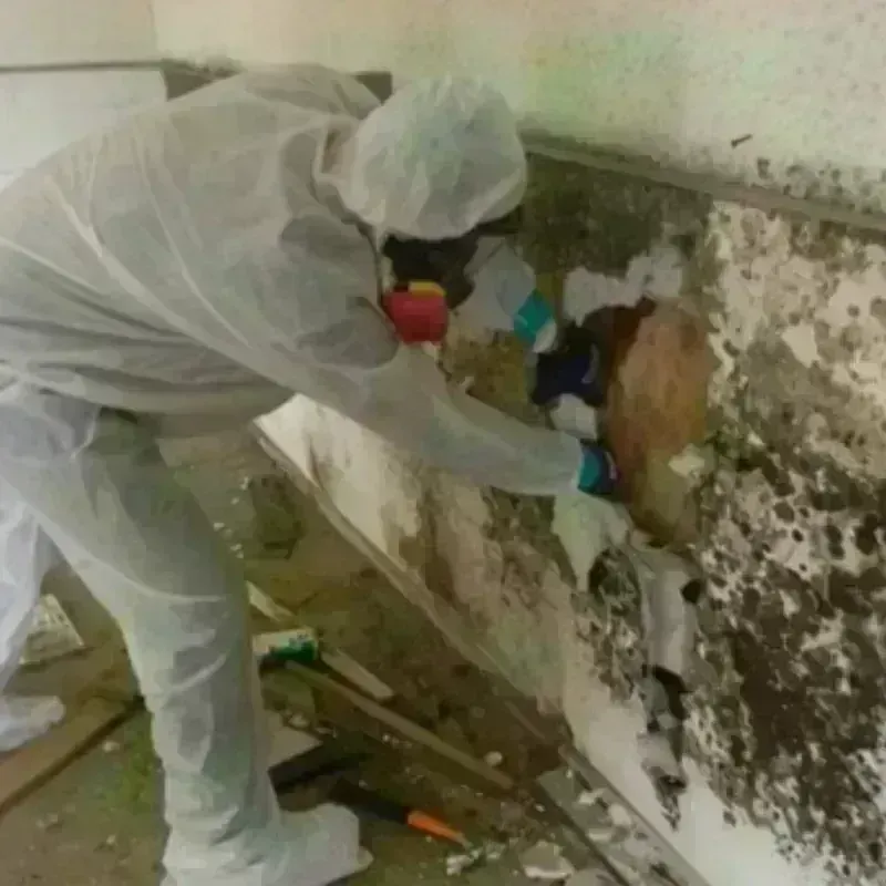 Mold Remediation and Removal in East Cleveland, OH